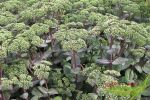 hohe rosa Fette Henne Matrona Sedum grne rot berhauchte Bltter im 18cm Topf